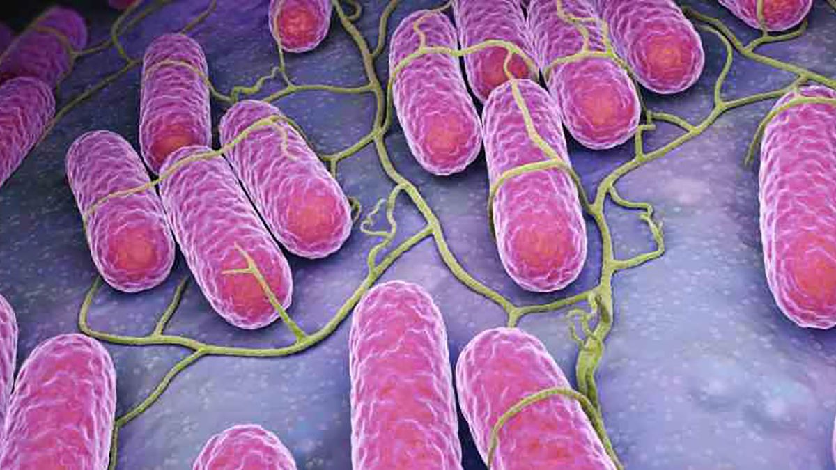 Salmonelosis Tratamientos Síntomas E Información En Cuídateplus